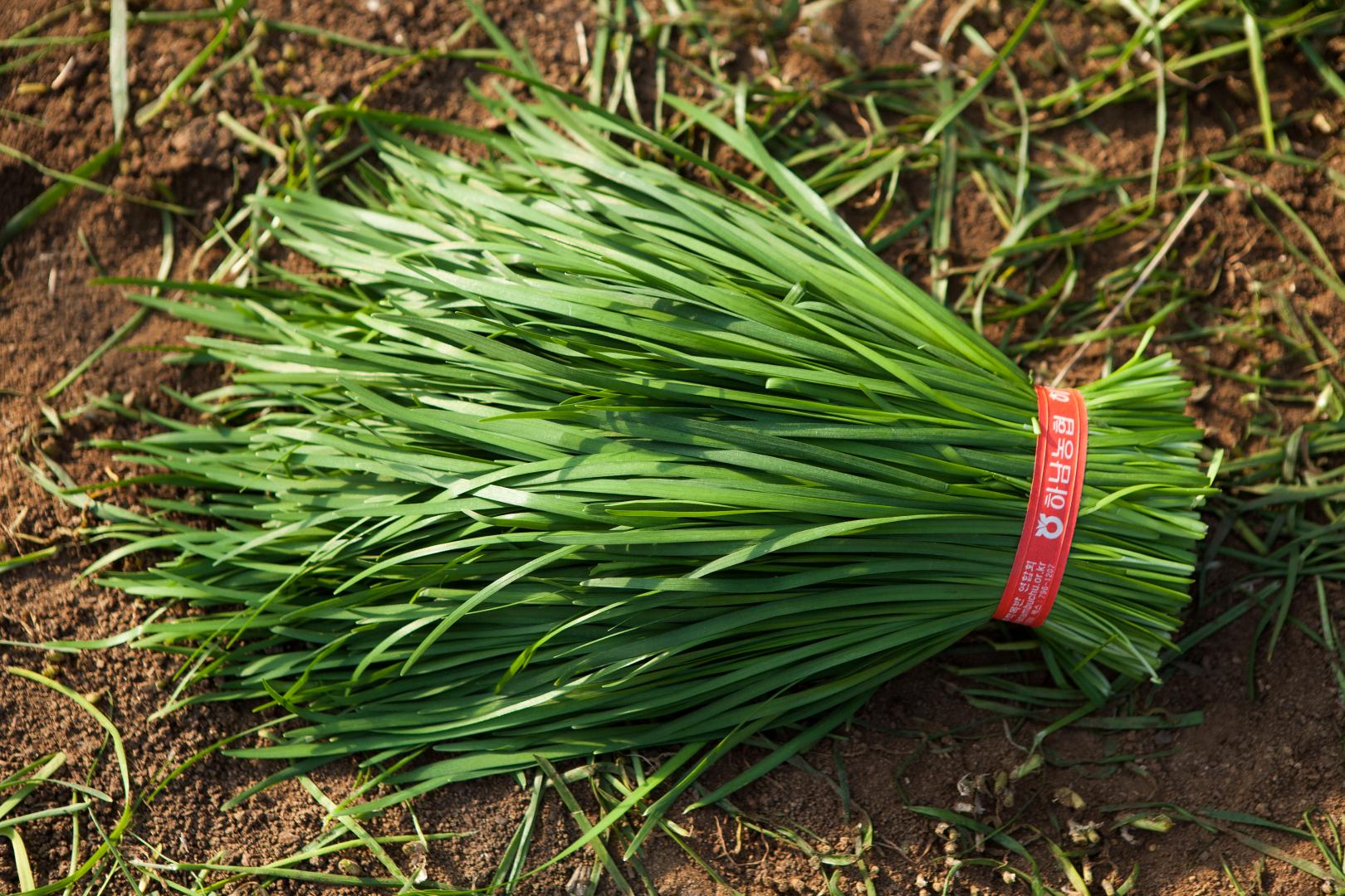 건강정보-부추-효능-9가지