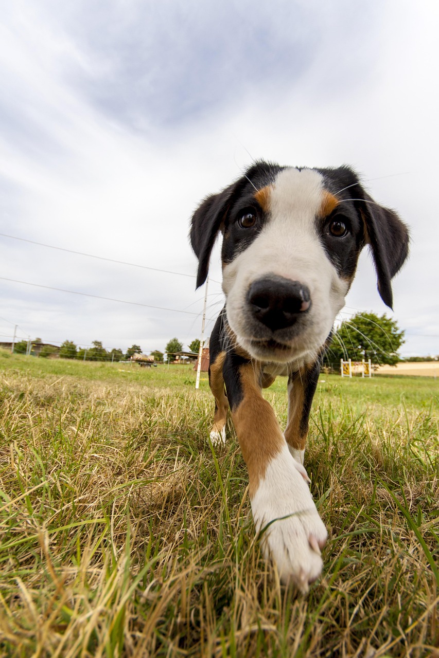 강아지 배변 실수 교정법 (8)