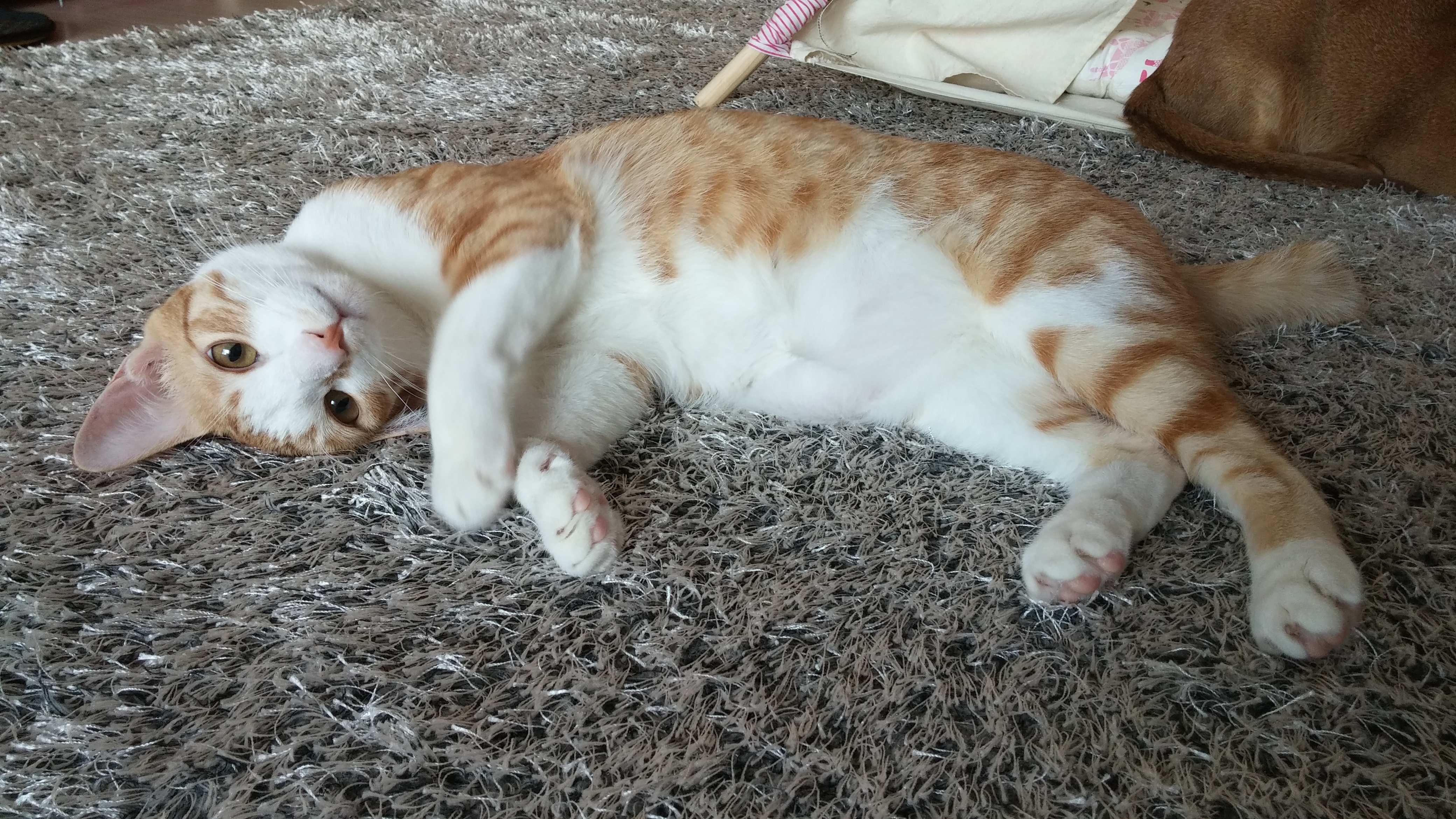 고양이 허피스 바이러스