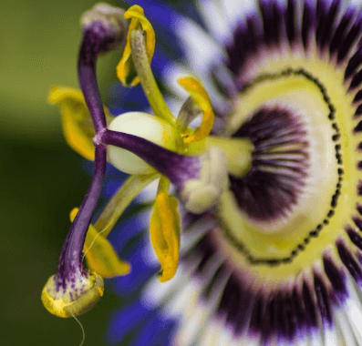 수면영양제 고르는 법 - 시계꽃