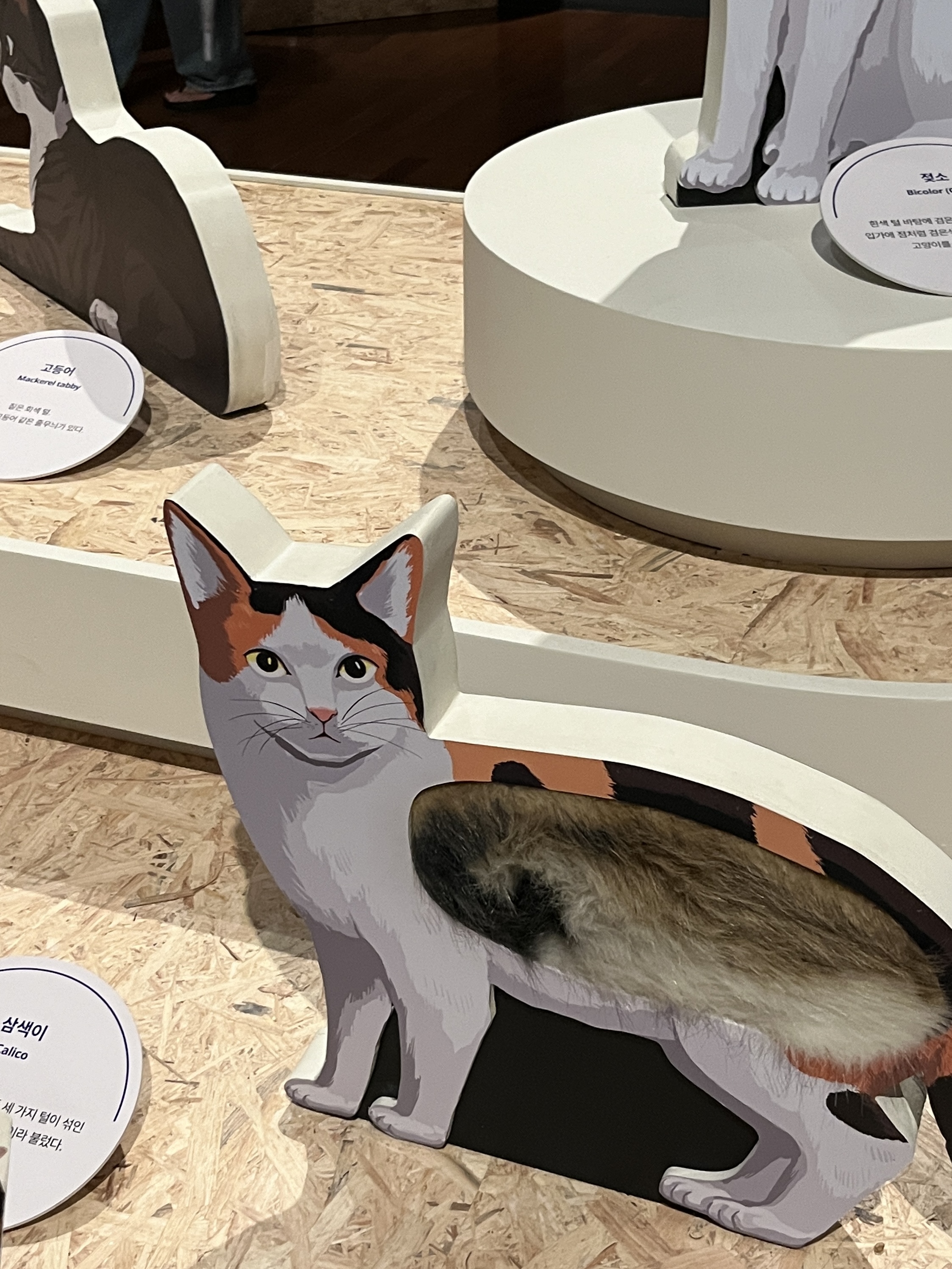 요물 우리를 홀린 고양이