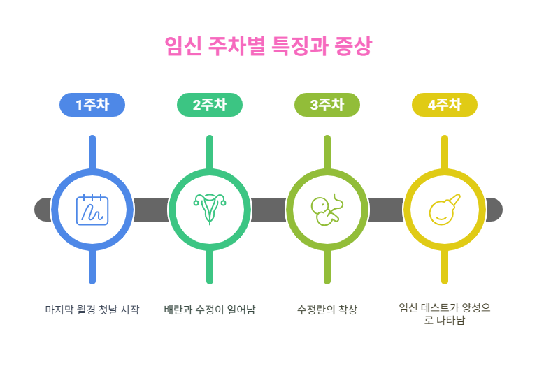 임신 주차별 특징과 증상을 나타낸 그림