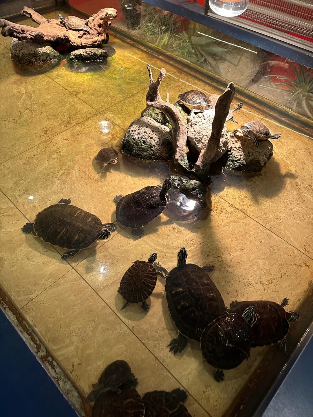 하남 쥬라리움 거북이 수조