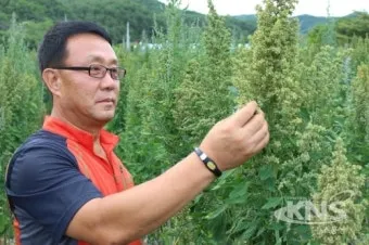 퀴노아 재배 배수성 좋은 흙 고온 건조 적응 수확_13