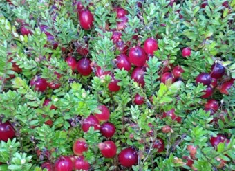 크랜베리 재배 산성 토양 물 관리 지표 재배_4