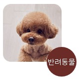 알레르기 종류, 반려동물