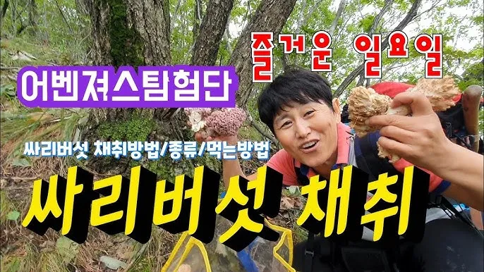 싸리버섯 채취시기종류 정보를 정리_3