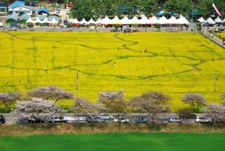 삼척 맹방 유채꽃 축제 프로그램&amp;#44; 주차장 및 교통 총정리(+주변 관광 명소)