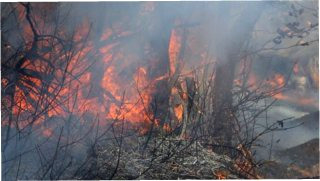 대구 팔공산 산불 이유 원인 &amp;#124; 골프장 발화 헬기 진화