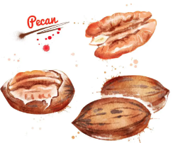 고칼로리지만 맛이 깊은 '피칸넛'