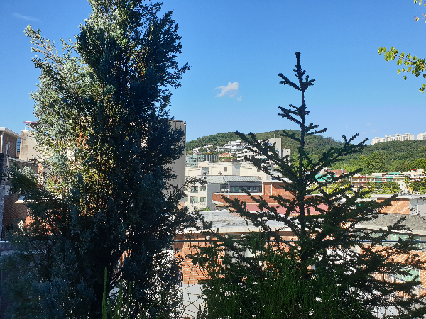 바로 앞에 나무가 있고 그 뒤로 언덕 위의 집들이 보인다.