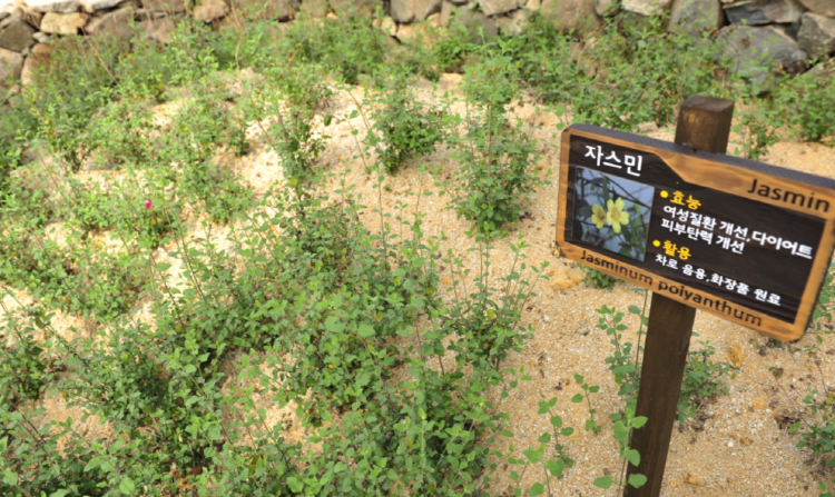 장흥 우드랜드 편백숲