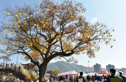 청송사과축제