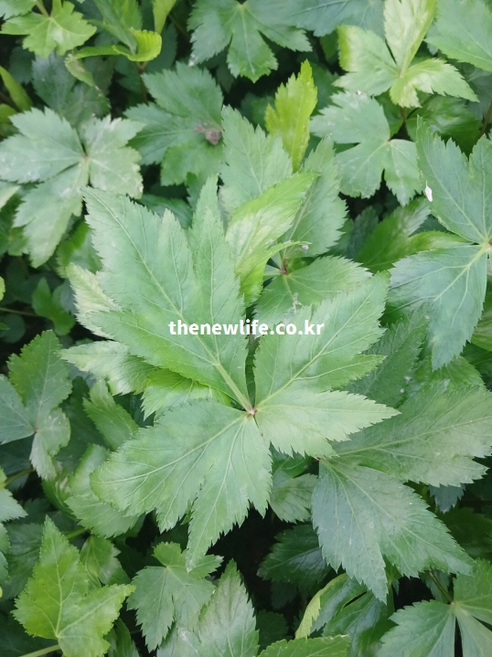 혈류 개선에 도움을 주는 참당귀 잎의 실제 촬영 사진