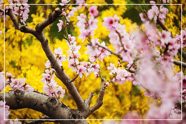 강릉 경포 벚꽃축제 사진