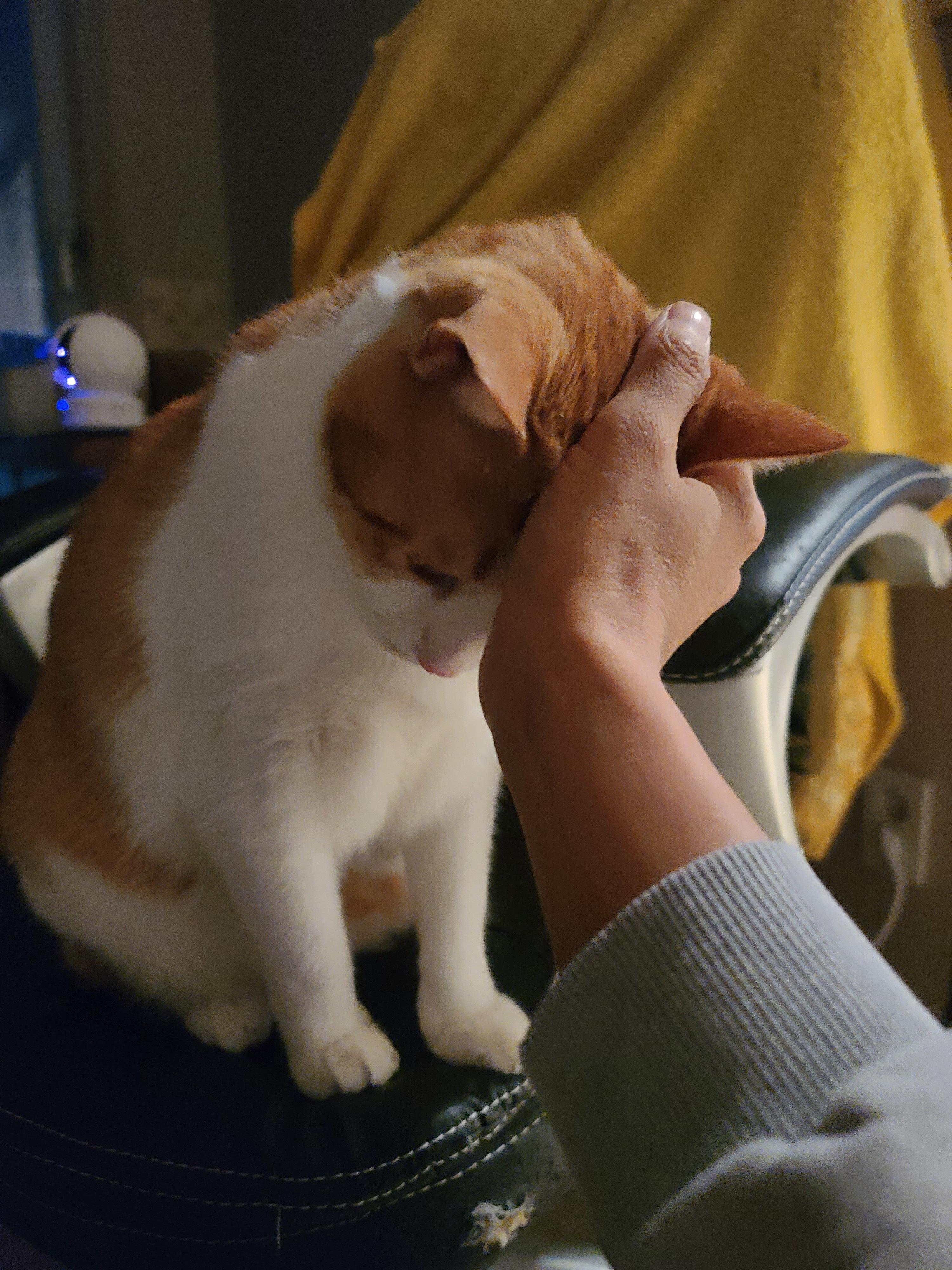 고양이들 스크래쳐를 교체했다.(자동차스크래쳐,침대형스크래쳐)