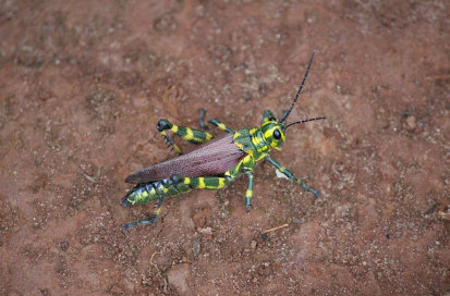 벌레 곤충꿈 해몽