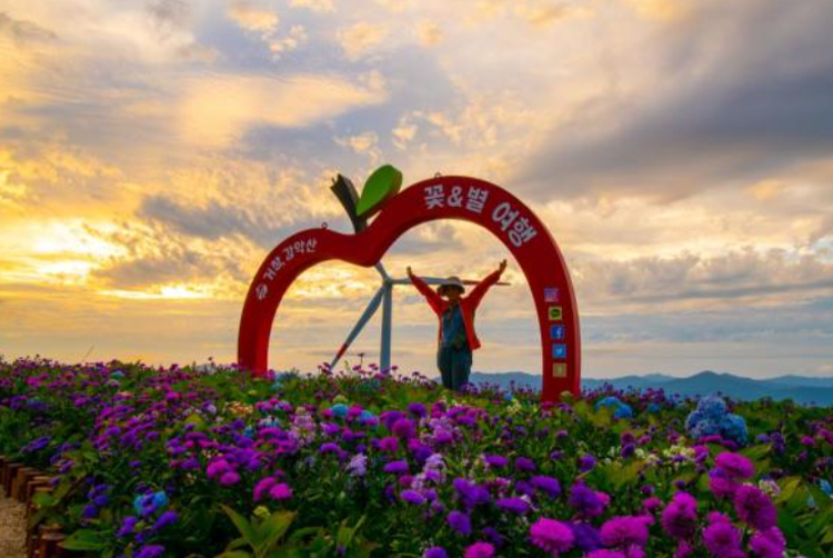 감악산 아스타국화 축제