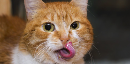 고양이