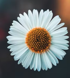 화양연화 뜻 한자 뜻