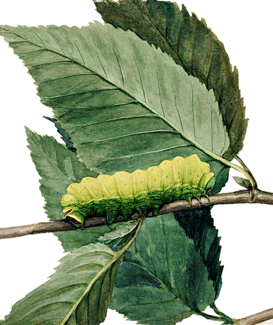 구더기 꿈해몽 애벌레 꿈해몽 송충이 꿈