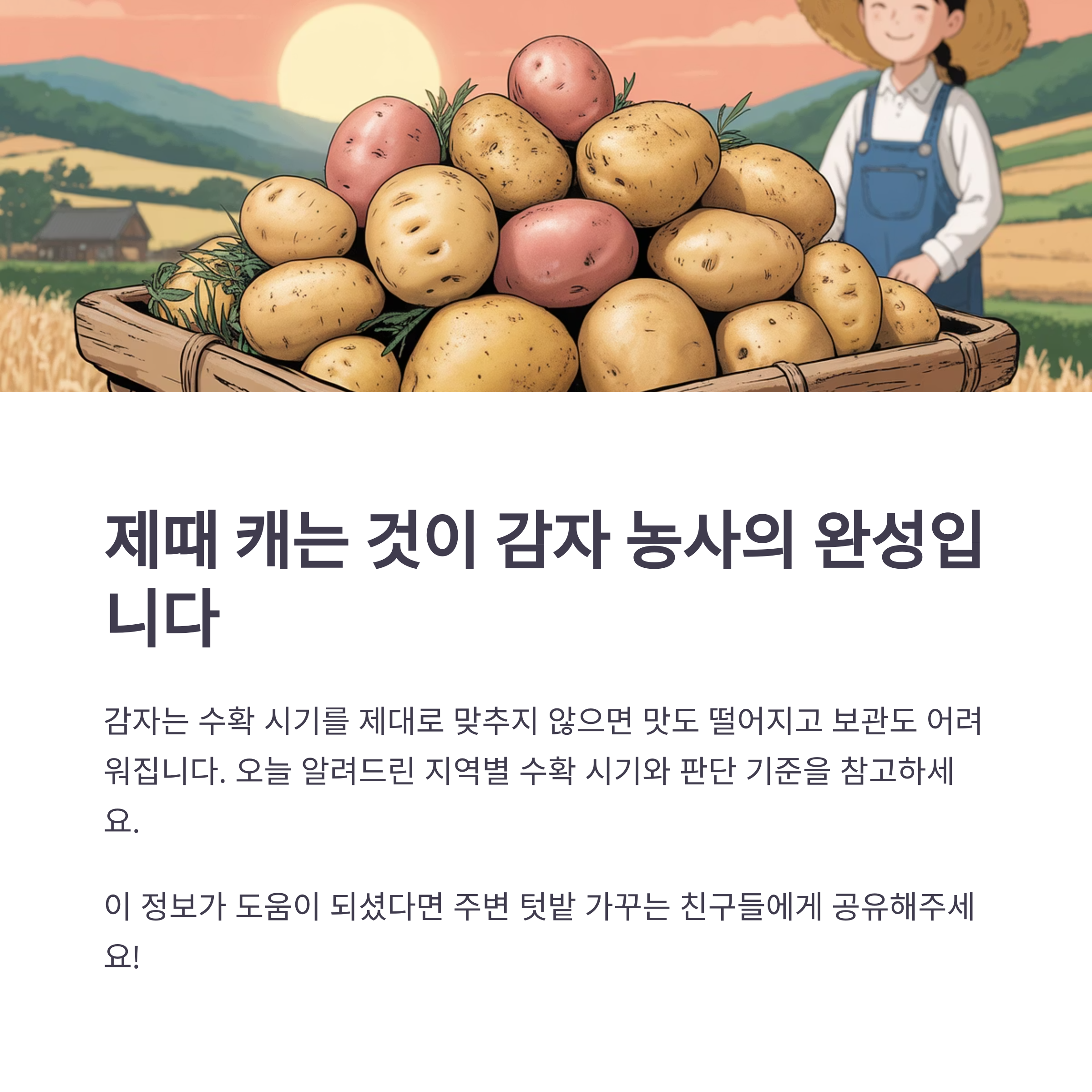 마무리하며, 감자도 &lsquo;제때 캐는 게&rsquo; 농사의 완성입니다