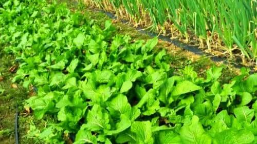 돌산갓심기-종자-파종시기-심는시기-수확시기