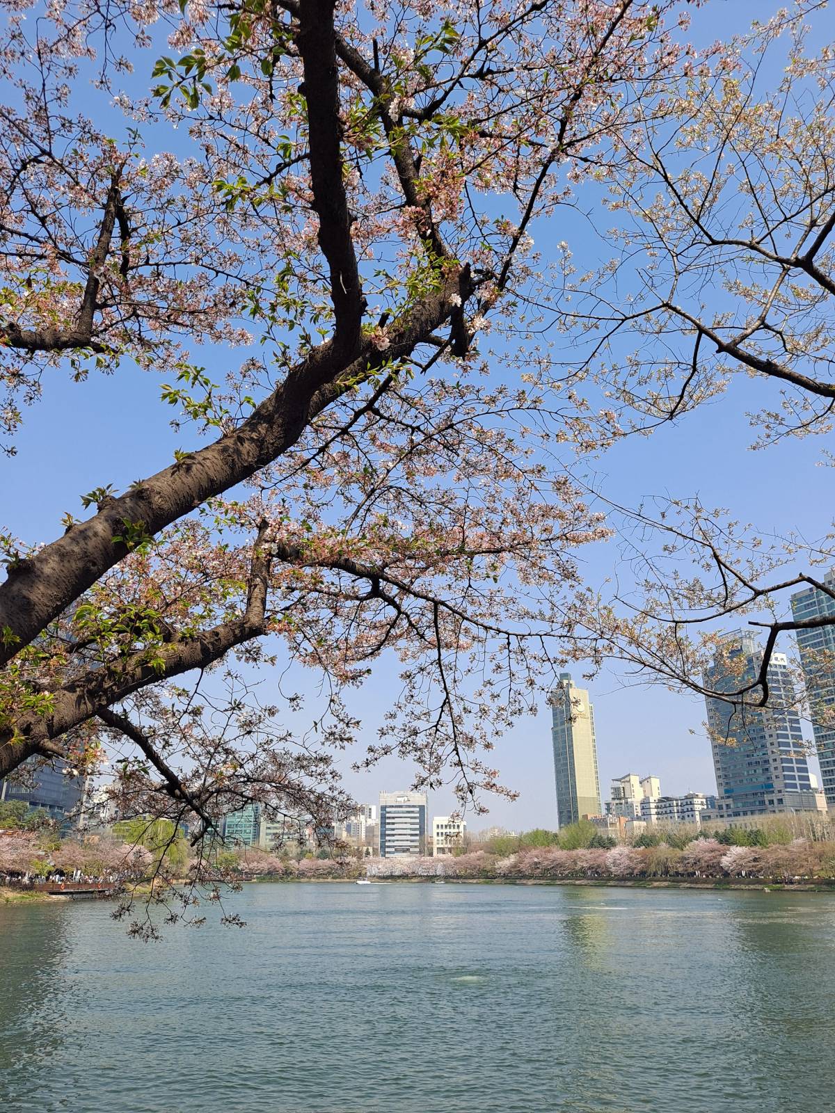 벚꽃나무 너머 호수 모습