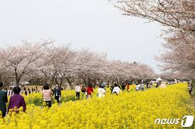 제주 유채꽃 봄날축제