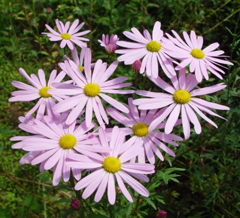 가을에 피는 꽃 종류 갈대-구절초