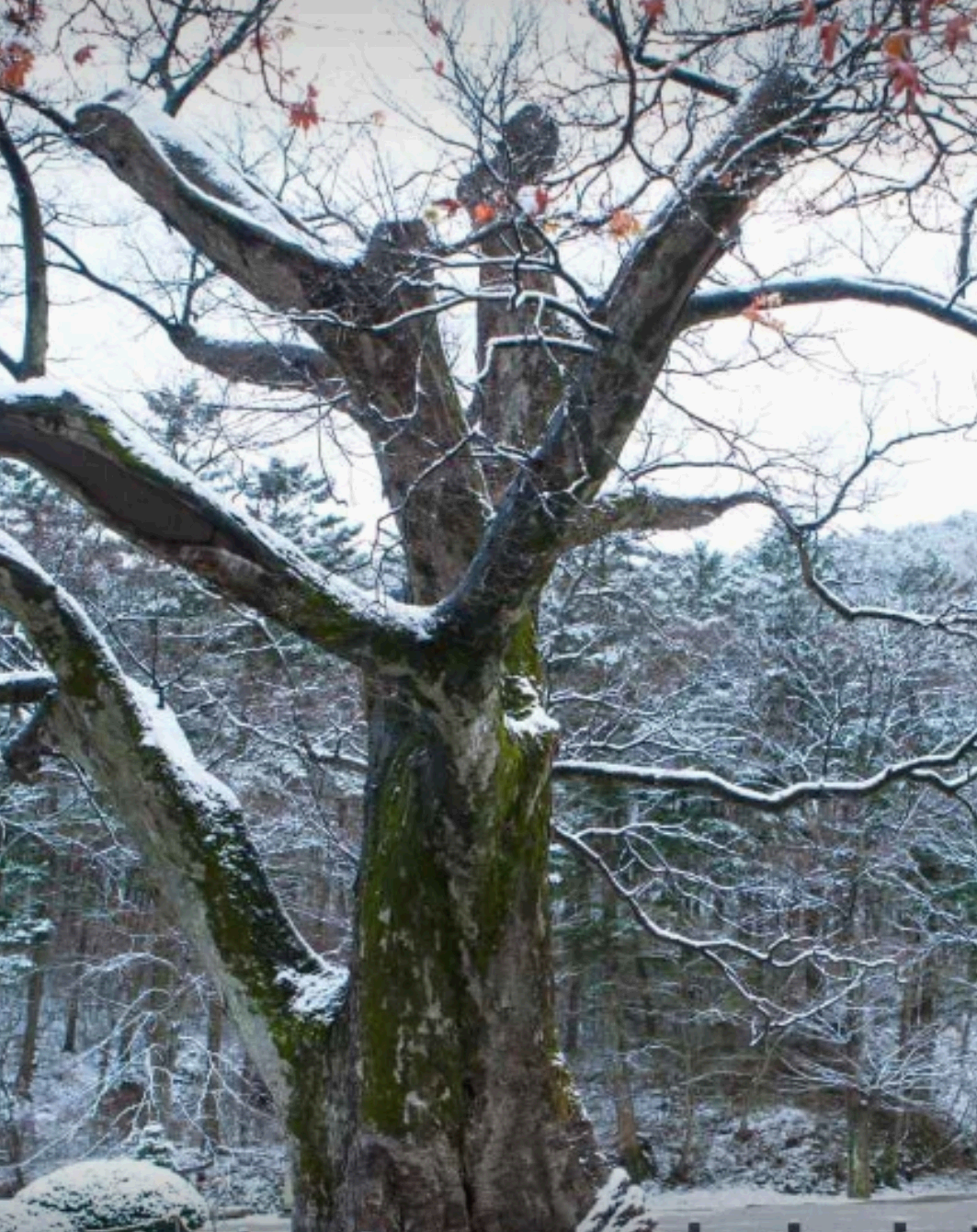 내소사 느티나무