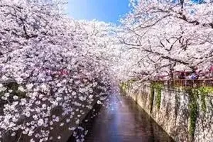 벚꽃