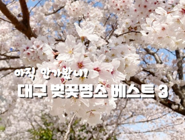대구 벚꽃