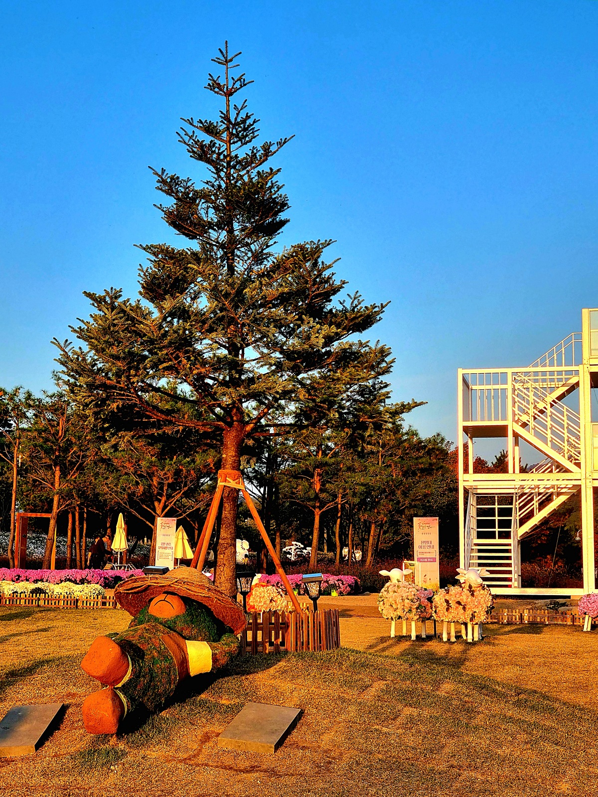 2024 강원도 인제 가을꽃 축제: 꽃길만 걷자 노을빛 국화 풍경&amp;#44; 단풍 후기 (10.17.)