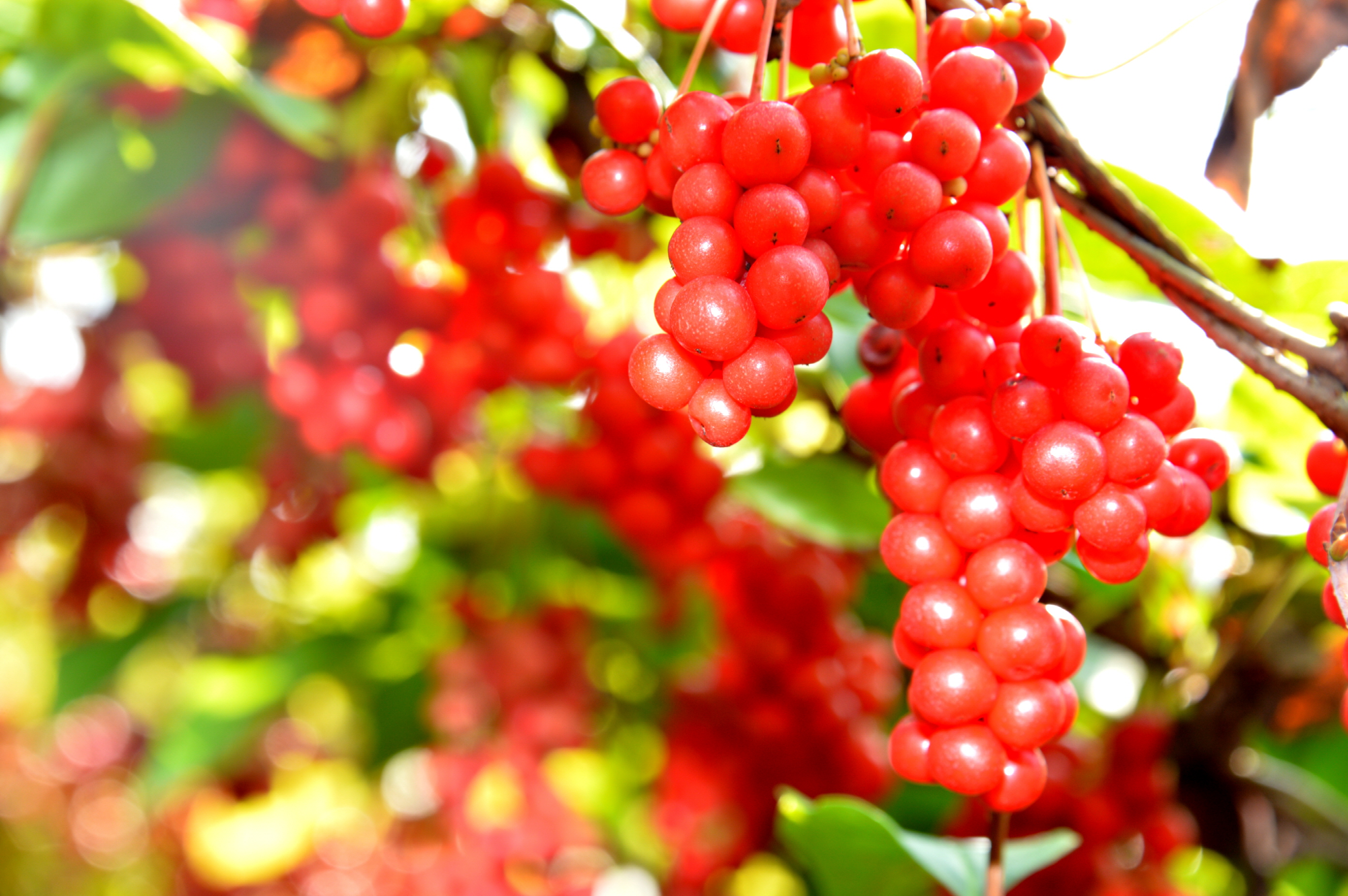 유명한 오미자 효능은?