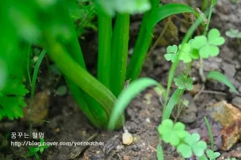 저장 채소 관리 감자 고구마 마늘 양파 배추 무 김장 준비_6