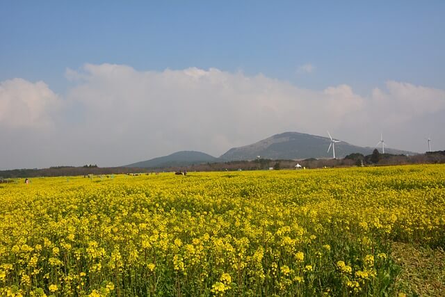 제주도 마일리지 항공권