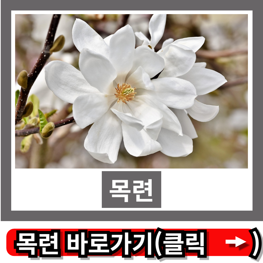 목련