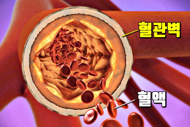 혈관에 좋은 운동,팁줌