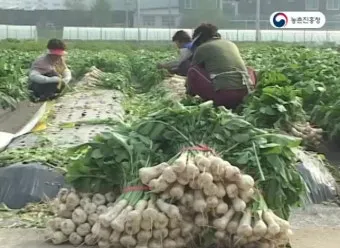 알타리무 재배 서늘한 기온 관리 연속 수확 물 주기_5