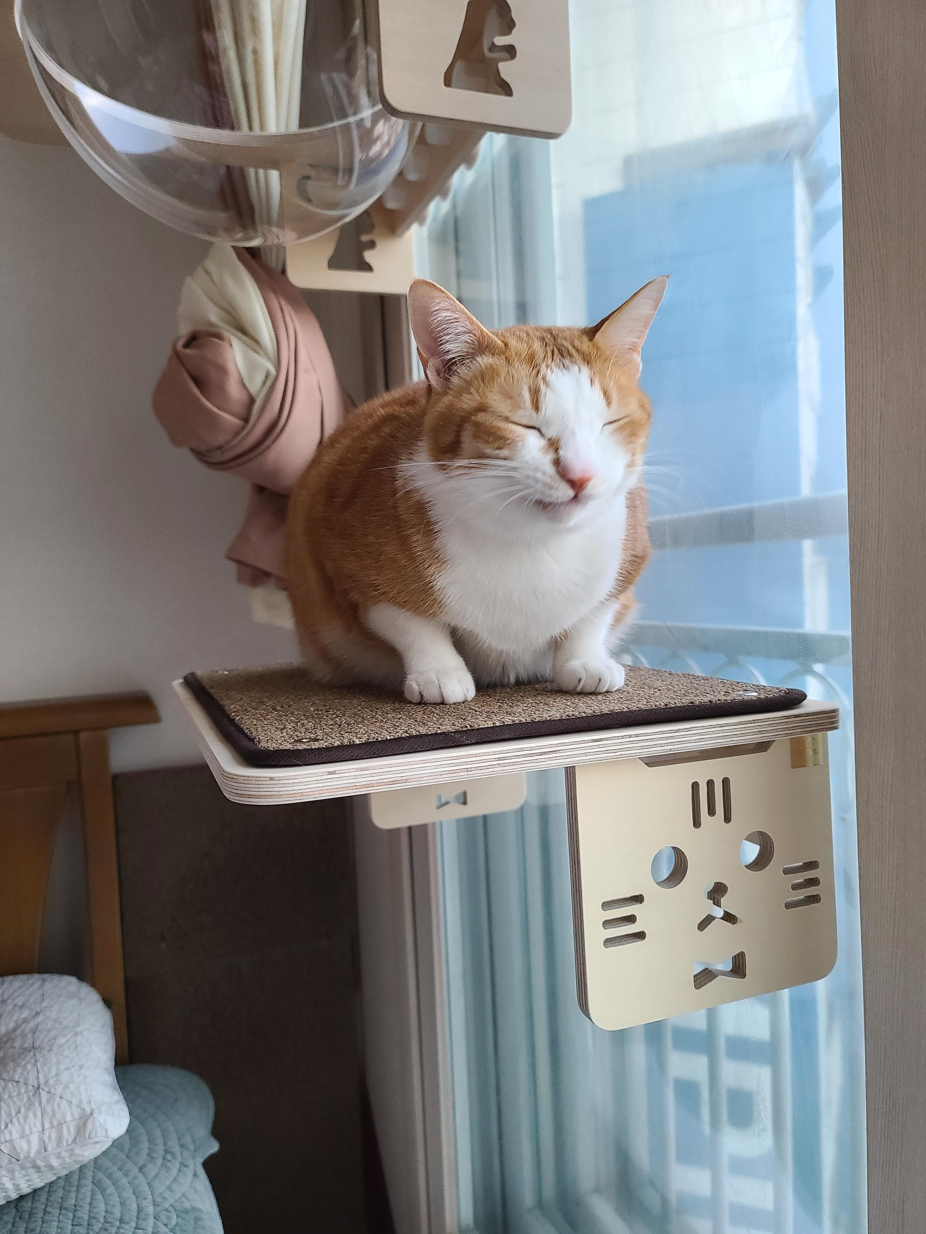 냥냥이들의 캣워크, 캣볼을 달았다. (내돈내산,스압주의)