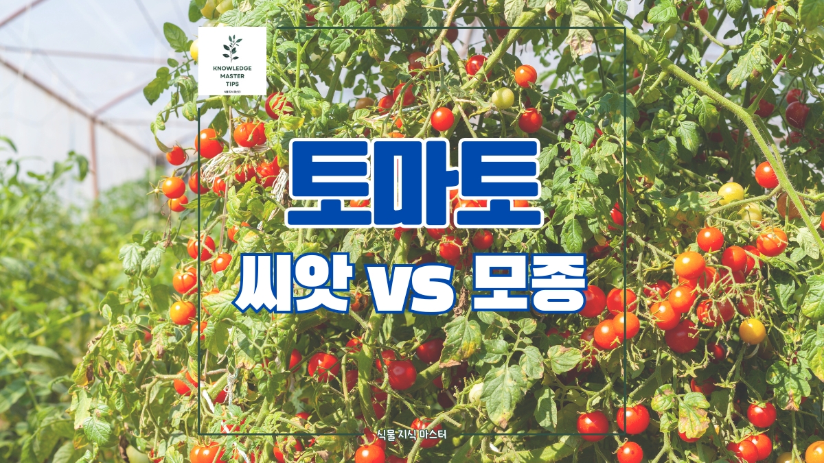 토마토 키우기, 씨앗부터? 아니면 모종으로 시작할까?