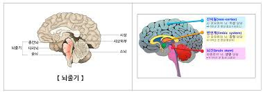 감성적인 작가들의 뇌구조