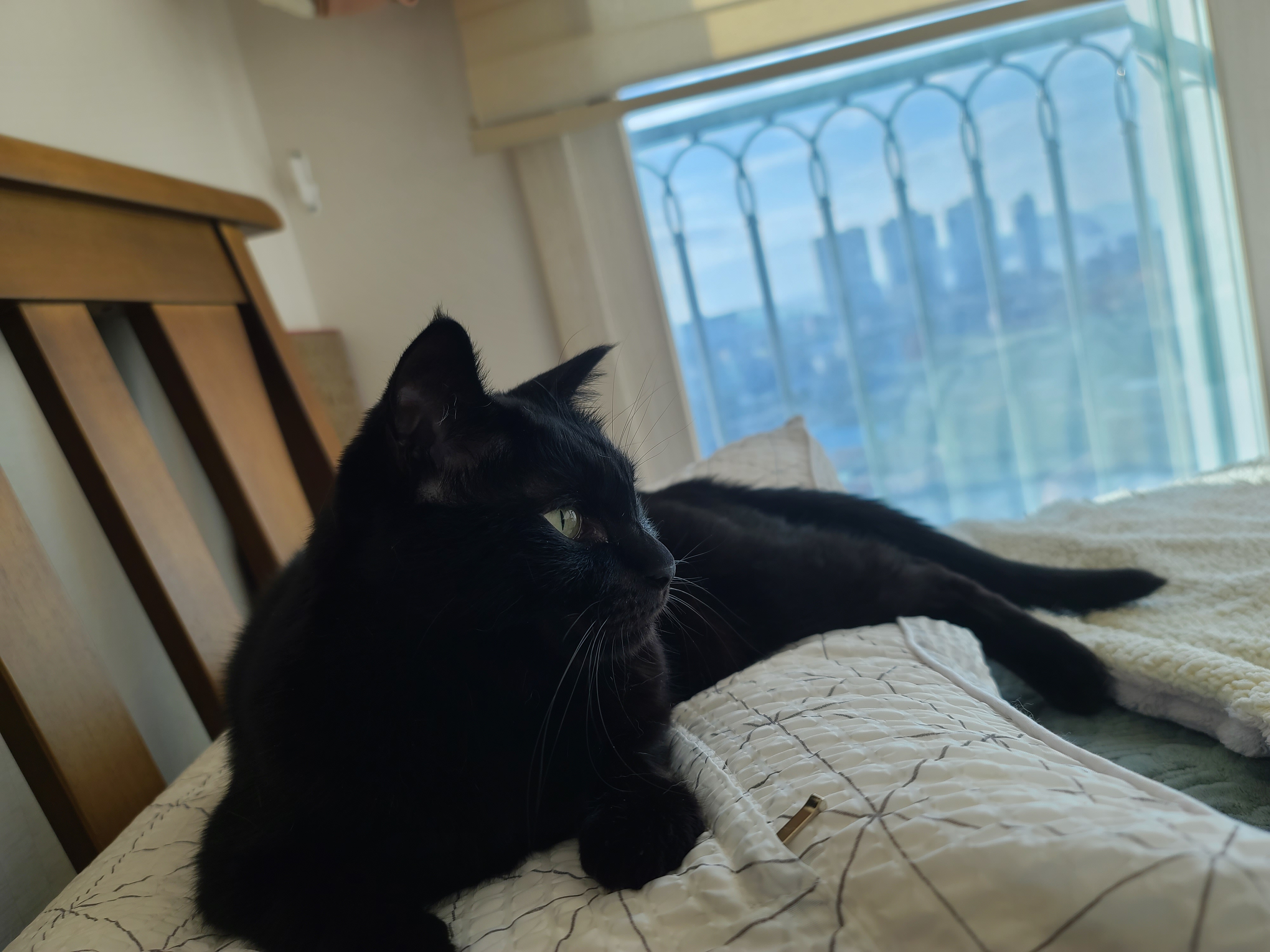 집사에게 단단히 삐진 고양이에게 화해를 청했는데...