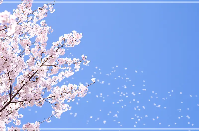 2025-벚꽃-개화-시기-주요도시-군락지