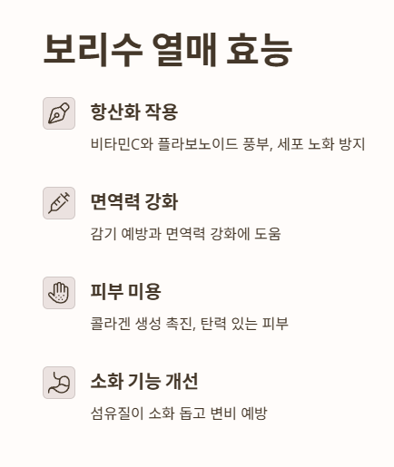 보리수 열매 효능