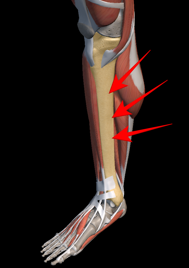 정강이 통증 원인 증상