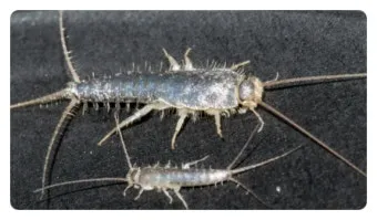 좀벌레 생기는 원인과 퇴치법 하얀벌레 제거 방법_10