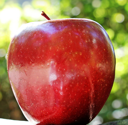 사과 보관법 비교 - 냉장 vs 실온 vs 냉동