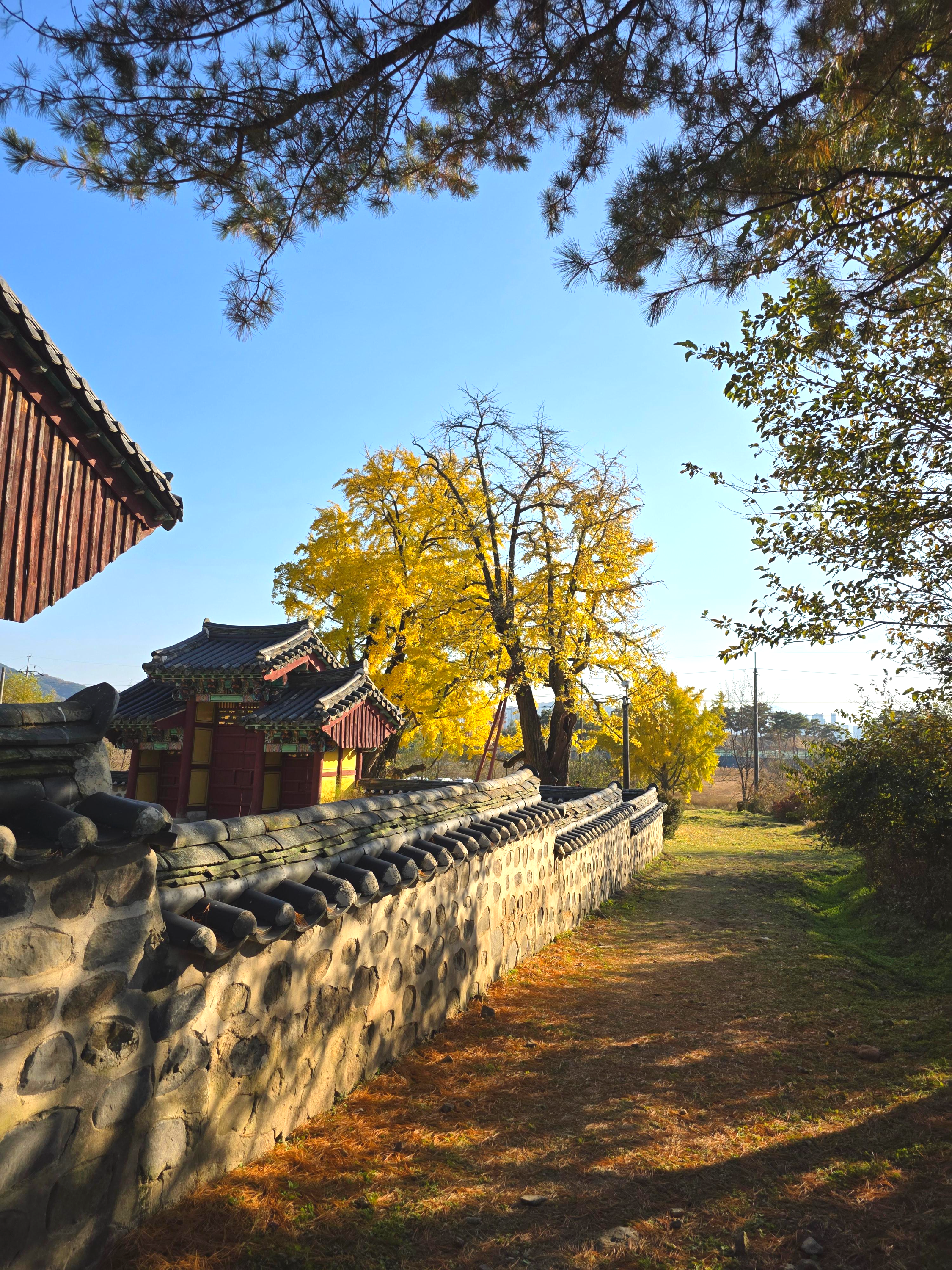 세종 임난수 은행나무 숭모각 세종리 은행나무 역사공원 주소 주차 06